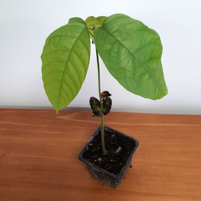 Plant Theobroma cacao Forastero, Cacaoyer, Cocoa, Arbre à chocolat, chocolate tree, God’s tree, Sterculiaceae