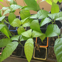 Plant Theobroma cacao Forastero, Cacaoyer, Cocoa, Arbre à chocolat, chocolate tree, God’s tree, Sterculiaceae