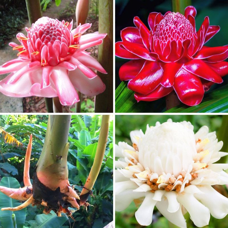 Pack 3 plants racines nues Etlingera elatior (1 blanc, 1 rose, 1 rouge) Rose de Porcelaine