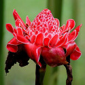 Plant racine nue Etlingera elatior, rhizome Rose de Porcelaine, rouge, blanc, rose