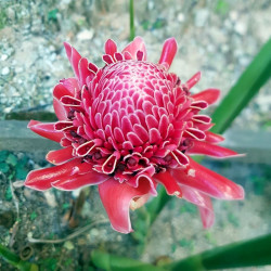 Plant racine nue Etlingera elatior, rhizome Rose de Porcelaine, rouge, blanc, rose