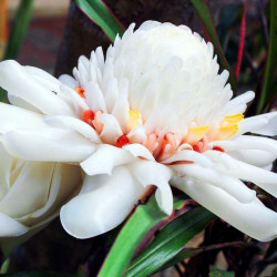 Plant racine nue Etlingera elatior, rhizome Rose de Porcelaine, rouge, blanc, rose