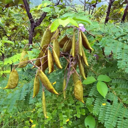 Biancaea sappan, Caesalpinia sappan, Bois de sappan, brésilet des Indes, bois du Brésil, Césalpinie sappan, Sappanwood