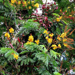 Biancaea sappan, Caesalpinia sappan, Bois de sappan, brésilet des Indes, bois du Brésil, Césalpinie sappan, Sappanwood