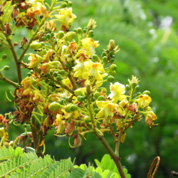 Biancaea sappan, Caesalpinia sappan, Bois de sappan, brésilet des Indes, bois du Brésil, Césalpinie sappan, Sappanwood