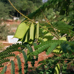 Biancaea sappan, Caesalpinia sappan, Bois de sappan, brésilet des Indes, bois du Brésil, Césalpinie sappan, Sappanwood