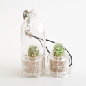 Babyplante Snow Cactus Mammillaria gracilis porte clé plante