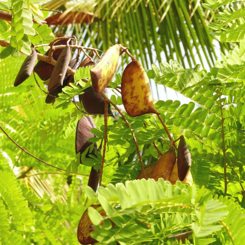 Biancaea sappan, Caesalpinia sappan, Bois de sappan, brésilet des Indes, bois du Brésil, Césalpinie sappan, Sappanwood