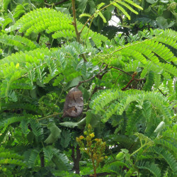 Biancaea sappan, Caesalpinia sappan, Bois de sappan, brésilet des Indes, bois du Brésil, Césalpinie sappan, Sappanwood