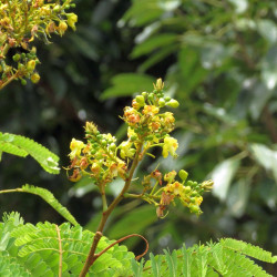 Biancaea sappan, Caesalpinia sappan, Bois de sappan, brésilet des Indes, bois du Brésil, Césalpinie sappan, Sappanwood