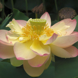 Nelumbo nucifera, Lotus sacré, Lotus d'Orient, Nelumbo d'Orient, Lotus des Indes, Sacred lotus, Nelumbium speciosum