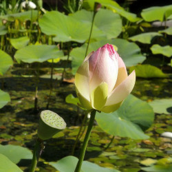 Nelumbo nucifera, Lotus sacré, Lotus d'Orient, Nelumbo d'Orient, Lotus des Indes, Sacred lotus, Nelumbium speciosum