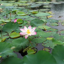 Nelumbo nucifera, Lotus sacré, Lotus d'Orient, Nelumbo d'Orient, Lotus des Indes, Sacred lotus, Nelumbium speciosum