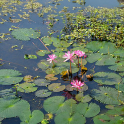 Nelumbo nucifera, Lotus sacré, Lotus d'Orient, Nelumbo d'Orient, Lotus des Indes, Sacred lotus, Nelumbium speciosum