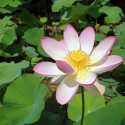 Nelumbo nucifera, Lotus sacré, Lotus d'Orient, Nelumbo d'Orient, Lotus des Indes, Sacred lotus, Nelumbium speciosum