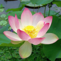 Nelumbo nucifera, Lotus sacré, Lotus d'Orient, Nelumbo d'Orient, Lotus des Indes, Sacred lotus, Nelumbium speciosum