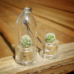 Babyplante Snow Cactus Mammillaria gracilis porte clé mini plante