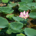 Nelumbo nucifera, Lotus sacré, Lotus d'Orient, Nelumbo d'Orient, Lotus des Indes, Sacred lotus, Nelumbium speciosum