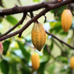 Lot 3 Cabosses de Cacao...