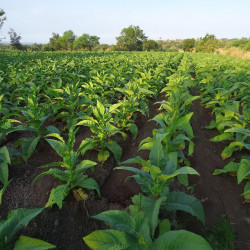 Nicotiana tabacum (Grand tabac, Tabac commun, Tabac de Virginie, Tabac cultivé), graines, seeds