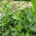 Nicotiana tabacum (Grand tabac, Tabac commun, Tabac de Virginie, Tabac cultivé), graines, seeds