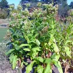 Nicotiana tabacum (Grand tabac, Tabac commun, Tabac de Virginie, Tabac cultivé), graines, seeds
