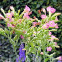 Nicotiana tabacum (Grand tabac, Tabac commun, Tabac de Virginie, Tabac cultivé), graines, seeds