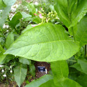 Nicotiana tabacum (Grand tabac, Tabac commun, Tabac de Virginie, Tabac cultivé), graines, seeds