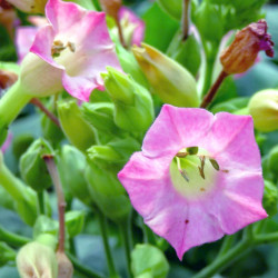 Nicotiana tabacum (Grand tabac, Tabac commun, Tabac de Virginie, Tabac cultivé), graines, seeds