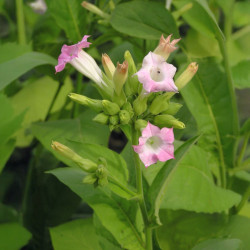 Nicotiana tabacum (Grand tabac, Tabac commun, Tabac de Virginie, Tabac cultivé), graines, seeds
