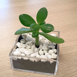 1 plant Crassula ovata,...