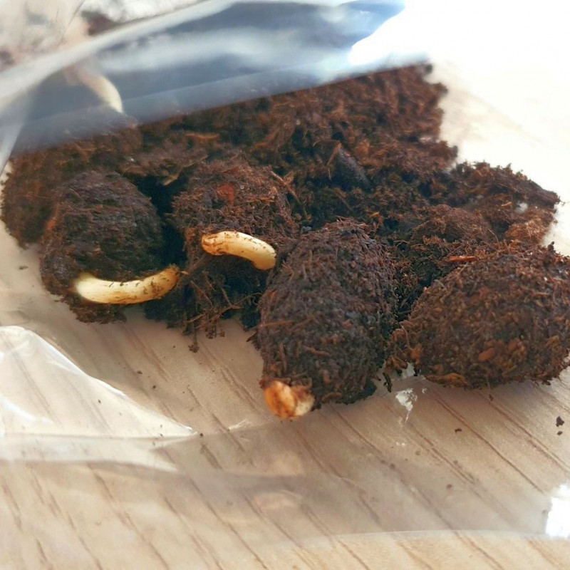 Cacao, fèves, Cacaoyer, Cocoa seeds, graines germées, Arbre à chocolat, God’s tree, Theobroma, Sterculiaceae, criollo