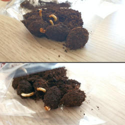 Theobroma Cacao, fèves, Cacaoyer, Cocoa seeds, graines germées, Arbre à chocolat, God’s tree, criollo, forastero