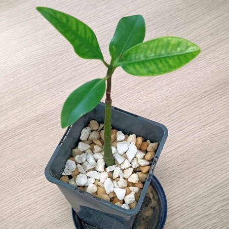 1 plant Palétuvier rouge Rhizophora mangle (agé de 1 an)