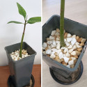 1 plant Palétuvier rouge Rhizophora mangle (agé de 1 an)