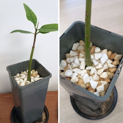 1 plant Palétuvier rouge Rhizophora mangle (agé de 1 an)