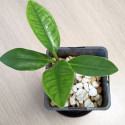 1 plant Palétuvier rouge Rhizophora mangle (agé de 1 an)