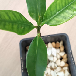 1 plant Palétuvier rouge Rhizophora mangle (agé de 1 an)