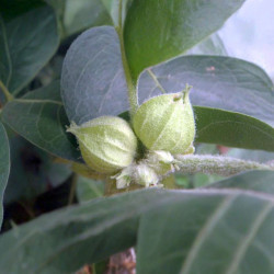 Graines Withania somnifera, Ashwagandha, Ginseng indien, seeds