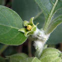 20 graines Withania somnifera (Ashwagandha, Ginseng indien)