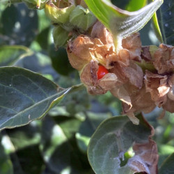 Withania somnifera, Ashwagandha, Ginseng indien