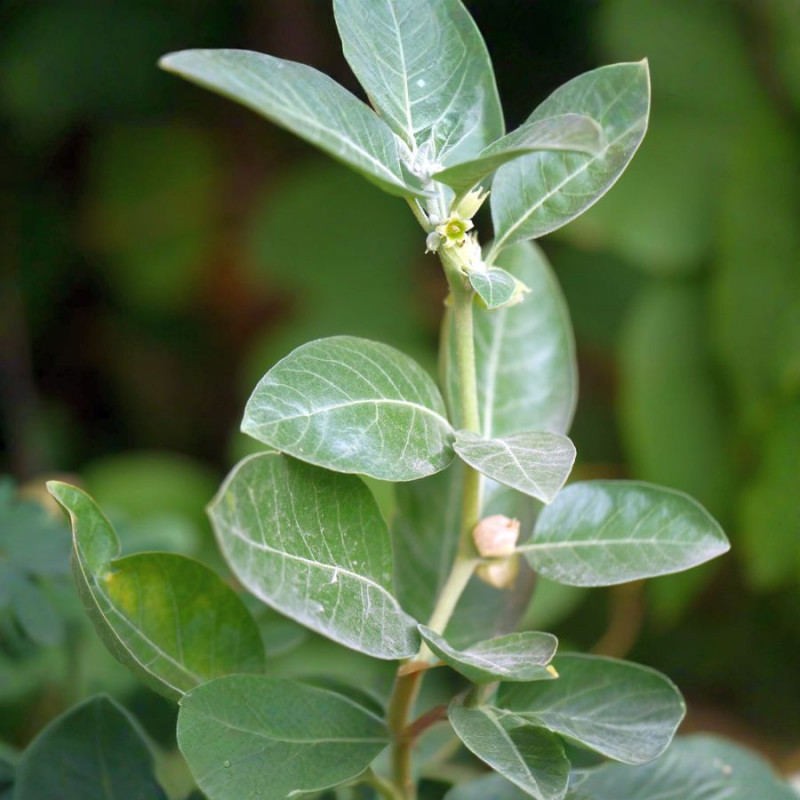 20 graines Withania somnifera (Ashwagandha, Ginseng indien)