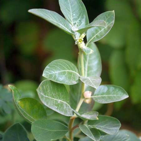 20 graines Withania somnifera (Ashwagandha, Ginseng indien)