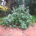 Withania somnifera, Ashwagandha, Ginseng indien