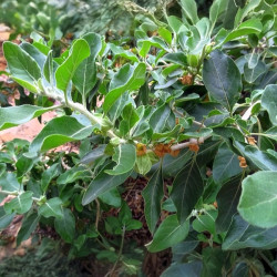 Withania somnifera, Ashwagandha, Ginseng indien