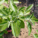 20 graines Withania somnifera, Ashwagandha, Ginseng indien