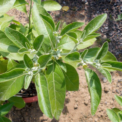20 graines Withania somnifera, Ashwagandha, Ginseng indien