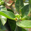 20 graines Withania somnifera, Ashwagandha, Ginseng indien, seeds