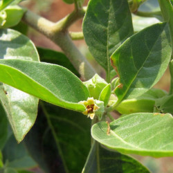 20 graines Withania somnifera, Ashwagandha, Ginseng indien, seeds