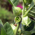 20 graines Withania somnifera, Ashwagandha, Ginseng indien, seeds